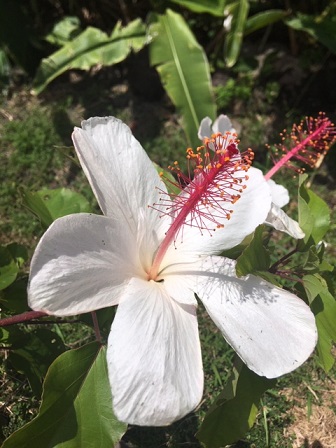 Blume Hawaii
